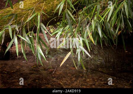 Un cristallo pulire acqua di fiume passando una foresta illuminata da luce estiva Foto Stock