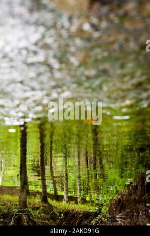 Un cristallo pulire acqua di fiume passando una foresta illuminata da luce estiva Foto Stock