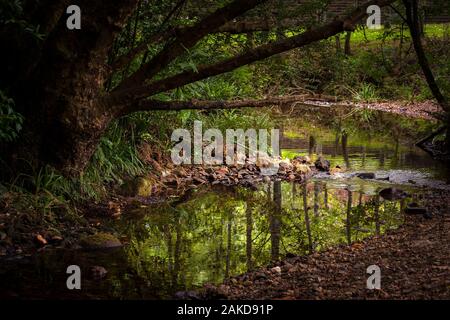 Un cristallo pulire acqua di fiume passando una foresta illuminata da luce estiva Foto Stock