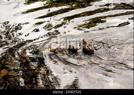 Un cristallo pulire acqua di fiume passando una foresta illuminata da luce estiva Foto Stock