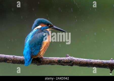 Common kingfisher (Alcedo atthis) seduto su un ramo sotto la pioggia, Germania Foto Stock