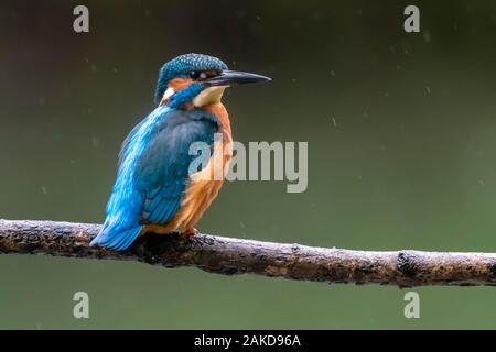 Common kingfisher (Alcedo atthis) seduto su un ramo sotto la pioggia, Germania Foto Stock