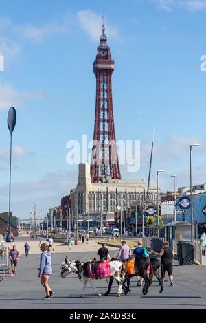 Asini attraversando beach promenade che mostra la Blackpool Tower, Blackpool, Lancashire, Inghilterra, Regno Unito Foto Stock