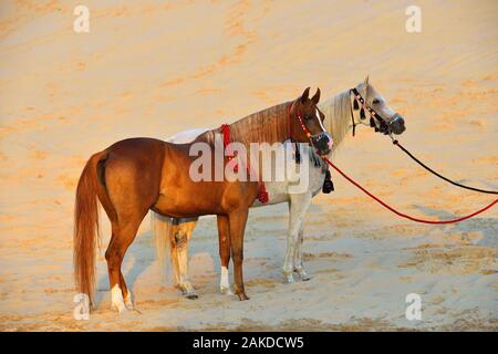 Due cavalli arabi in tradizionale bulletta - halters e corazze- in piedi nella sabbia nel deserto. Ritratto di origine animale. Foto Stock