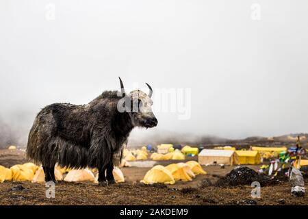 Yak tra le tende al campo base di Ama Dablam Foto Stock