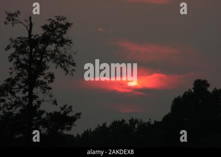 Sole che tramonta dietro le nuvole. Gli alberi" sagome in primo piano. Foto Stock