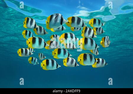 Scuola di pesci tropicali colorati, Pacific double-sella butterflyfish, subacquea nell'Oceano Pacifico, Polinesia francese, Oceania Foto Stock