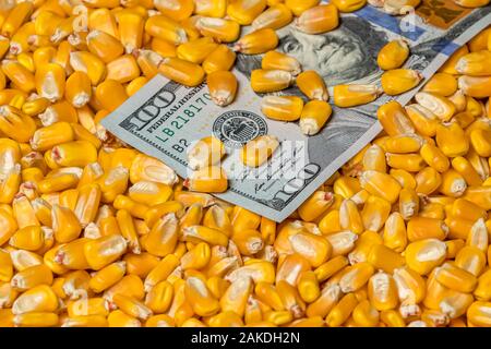 Primo piano di chicchi di mais a copertura degli Stati Uniti d'America 100 dollari. Concetto di grano sul mercato delle materie prime prezzi, tariffe e guerra commerciale Foto Stock