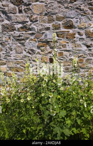 Giallo - Alcea Hollyhock fiori nella parte anteriore di un vecchio muro fieldstone in estate. Foto Stock