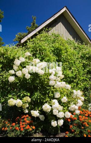 White Hydrangea paniculata "Ruby" fiori nella parte anteriore del giardino in legno capannone estate, Montreal Giardino Botanico, Quebec, Canada Foto Stock