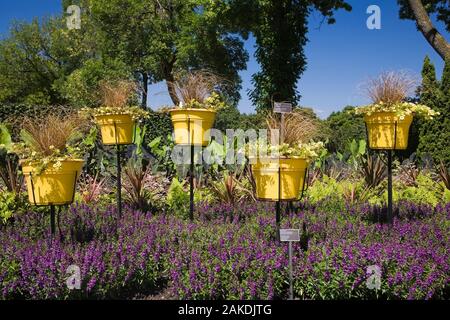 Confine piantato con viola Angelonia augustfolia 'Summer Snap Dragon' e. Calibrachoa - 'Superbells Lemon Slice' in anelli di bloccaggio gialli su punte Foto Stock