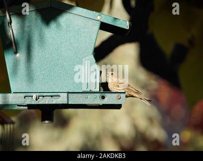 Primo piano di un piccolo uccello si siede tranquillamente su un alimentatore di uccelli a forma di casa. Foto Stock