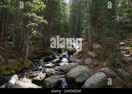 Un bel ruscello di montagna salta giù le rocce attraverso una fitta foresta. Foto Stock