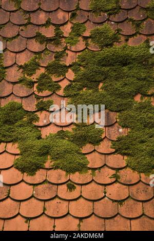 Bryophyta - Verde muschio cresce su tegole di terracotta. Foto Stock