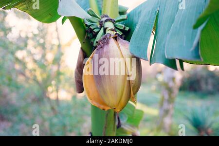 Banana fiori su una luce sfondo sfocato nei tropichi. Foto Stock