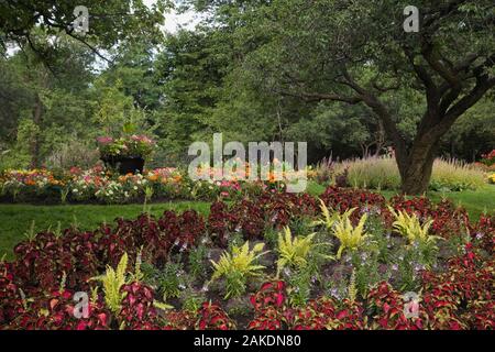 Confine di primo piano piantati con red Solenostemon - Coleus, Matteucia - piante di felce, piantatrice in bordo di sfondo con viola, bianco nelle petunie, canna. Foto Stock