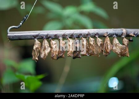 Bozzoli di farfalle appese sulla natura Foto Stock