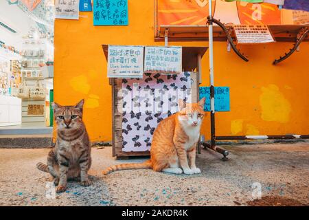 I gatti siedono di fronte ad un negozio nel Villaggio dei gatti di Houtong a Taiwan. Un cartello scritto a mano dal proprietario del negozio chiede di non disturbarli Foto Stock