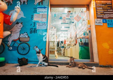 I gatti si trovano di fronte a un negozio nel villaggio di Houtong Cat, un piccolo villaggio con un'abbondanza di gatti sulla linea ferroviaria nel distretto di Ruifang, Taiwan Foto Stock