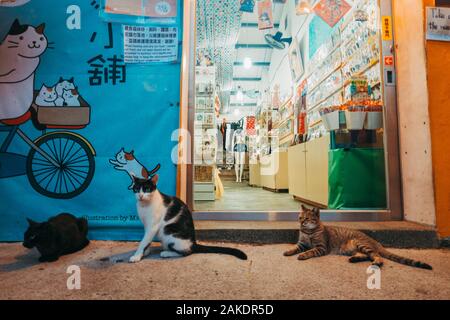 I gatti si trovano di fronte a un negozio nel villaggio di Houtong Cat, un piccolo villaggio con un'abbondanza di gatti sulla linea ferroviaria nel distretto di Ruifang, Taiwan Foto Stock