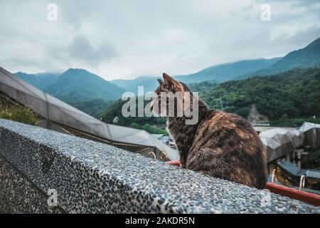 Un gatto arroccato su una sporgenza nel villaggio del gatto di Houtong, un piccolo villaggio con un'abbondanza di gatti sulla linea ferroviaria nel distretto di Ruifang, Taiwan Foto Stock