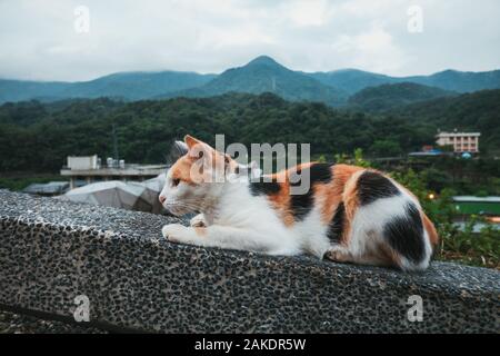 Un gatto arroccato su una sporgenza nel villaggio del gatto di Houtong, un piccolo villaggio con un'abbondanza di gatti sulla linea ferroviaria nel distretto di Ruifang, Taiwan Foto Stock