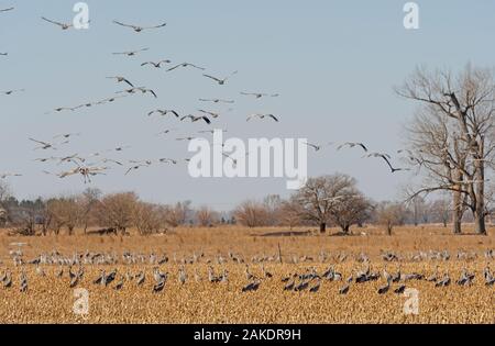 La migrazione di gru Sandhill al di sopra e al di sotto dei campi di fattoria vicino a Kearney, Nebraska Foto Stock