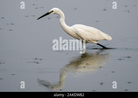 White Heron - pesce pescato Foto Stock