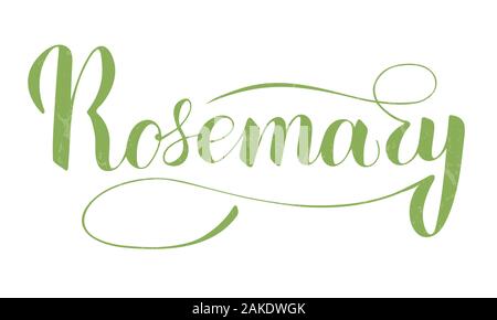 Vector scritto a mano il rosmarino isolato di testo su sfondo bianco. Cucina sana le erbe e le spezie per cucinare. Script brushpen lettering con flourishe Illustrazione Vettoriale