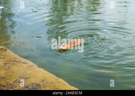 Una lontra nuotare in un laghetto d'inverno. L'animale nel verde acqua. Foto Stock