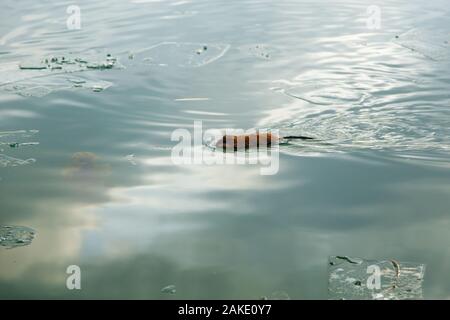 Una lontra nuotare in un laghetto d'inverno. L'animale nel verde acqua. Foto Stock