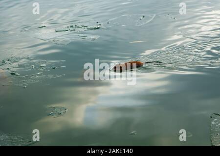 Una lontra nuotare in un laghetto d'inverno. L'animale nel verde acqua. Foto Stock