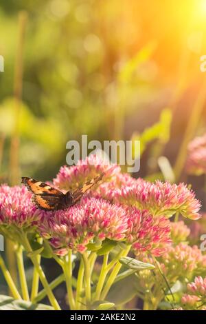 Aglais urticae, piccola tartaruga farfalla su fiori di colore rosa, bellissimo sfondo naturale con farfalla in giardino. Foto Stock