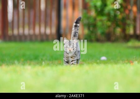 Poco British gattino è camminare sull'erba verde. Foto Stock