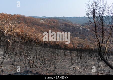 Una casa che è sopravvissuto tra alberi di gomma bruciata nel bushfires nelle Blue Mountains in Australia Foto Stock