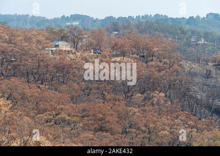 Una casa che è sopravvissuto tra alberi di gomma bruciata nel bushfires nelle Blue Mountains in Australia Foto Stock