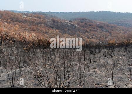 Una casa che è sopravvissuto tra alberi di gomma bruciata nel bushfires nelle Blue Mountains in Australia Foto Stock