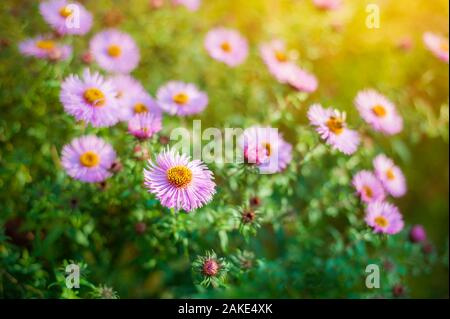 Dolce rosa viola cosmo fiori nel campo con il cielo azzurro sfondo nel cosmo campo e copiare lo spazio utile per la molla di sfondo o biglietto di auguri. Foto Stock
