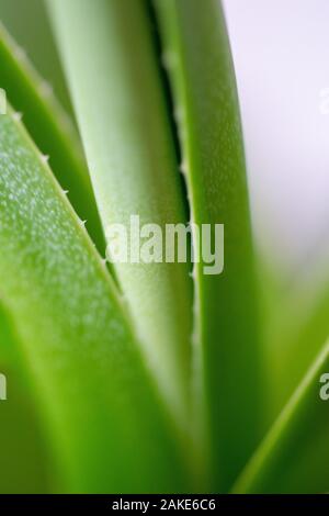 una raccolta di foglie di palma verde aloe vera prese con una macro lente Foto Stock