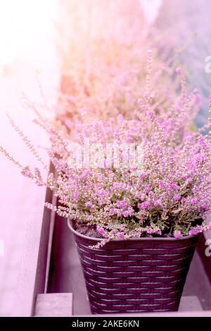 Rosa Heather piantato nel vaso in vimini per la strada con la luce del sole. Primo piano Foto Stock