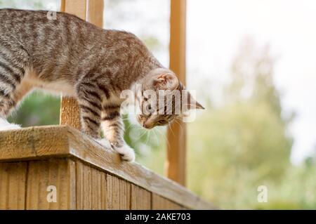 Gatto grigio sedere sulla veranda. Veduta laterale del gatto grigio seduta in legno Stoop e guardando verso il basso. Foto Stock