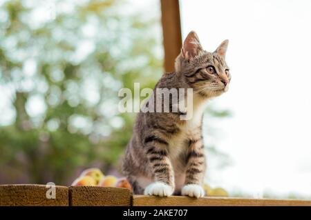 Gatto grigio sedere sulla veranda. Veduta laterale del gatto grigio seduta in legno Stoop e guardando sul giardino verde dello sfondo. Foto Stock