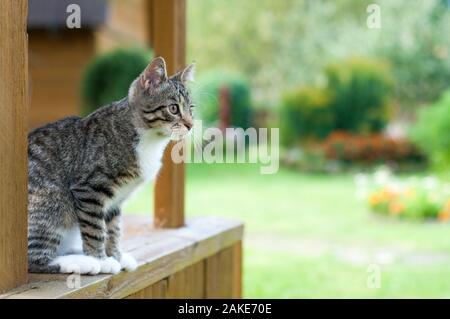 Gatto grigio sedere sulla veranda. Veduta laterale del gatto grigio seduta in legno Stoop e guardando sul giardino verde dello sfondo. Foto Stock