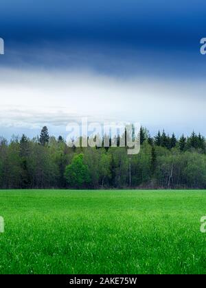 Un campo disseminato di erba e la foresta. Paesaggio estivo. Foto Stock