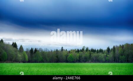 Un campo disseminato di erba e la foresta. Paesaggio estivo. Foto Stock