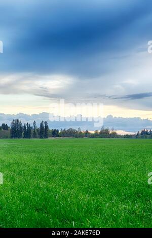 Un campo disseminato di erba e la foresta. Paesaggio estivo. Foto Stock