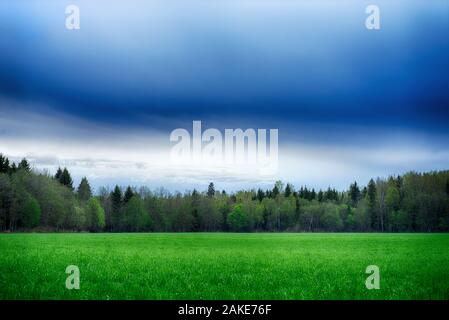 Un campo disseminato di erba e la foresta. Paesaggio estivo. Foto Stock