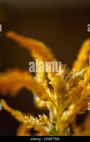 Una macro immagine di una pianta in fiore in un giardino a Marbella, Spagna Foto Stock