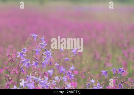 Violetta, fiori selvatici con la luce del sole. Close up Foto Stock