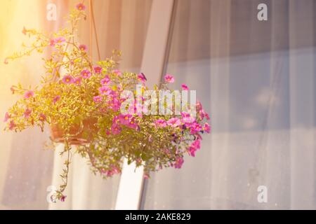 Un cestello esterno riempito con vibrante rosa nelle petunie. Foto Stock
